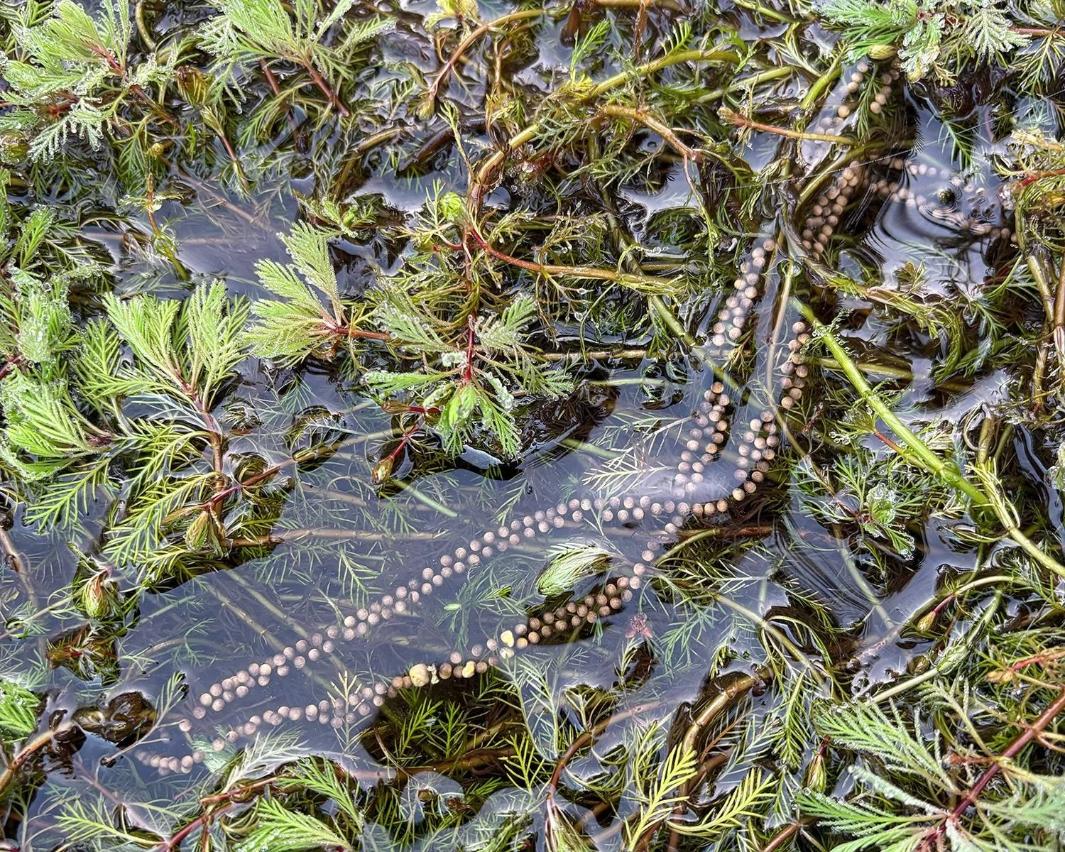 When the Toads Return in February