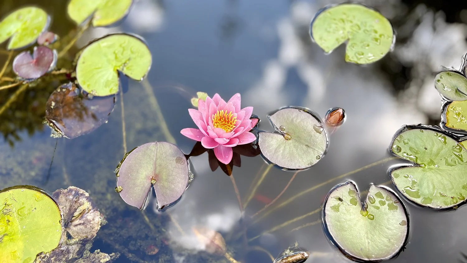 What Is Jungian Analysis, Really?