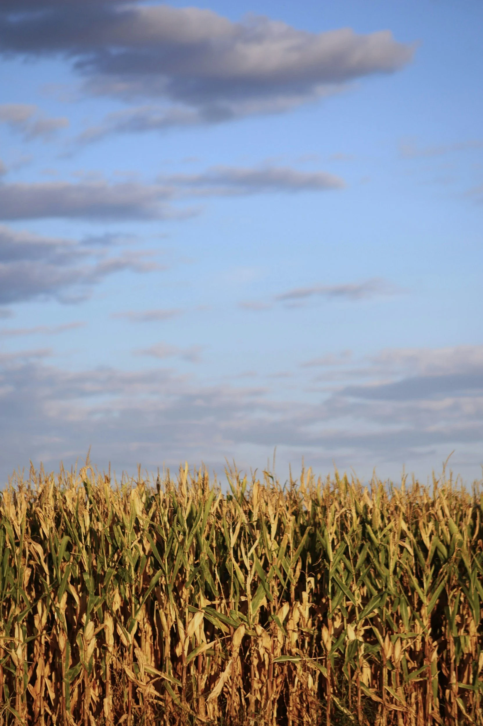 Young Adults- Corn Maze