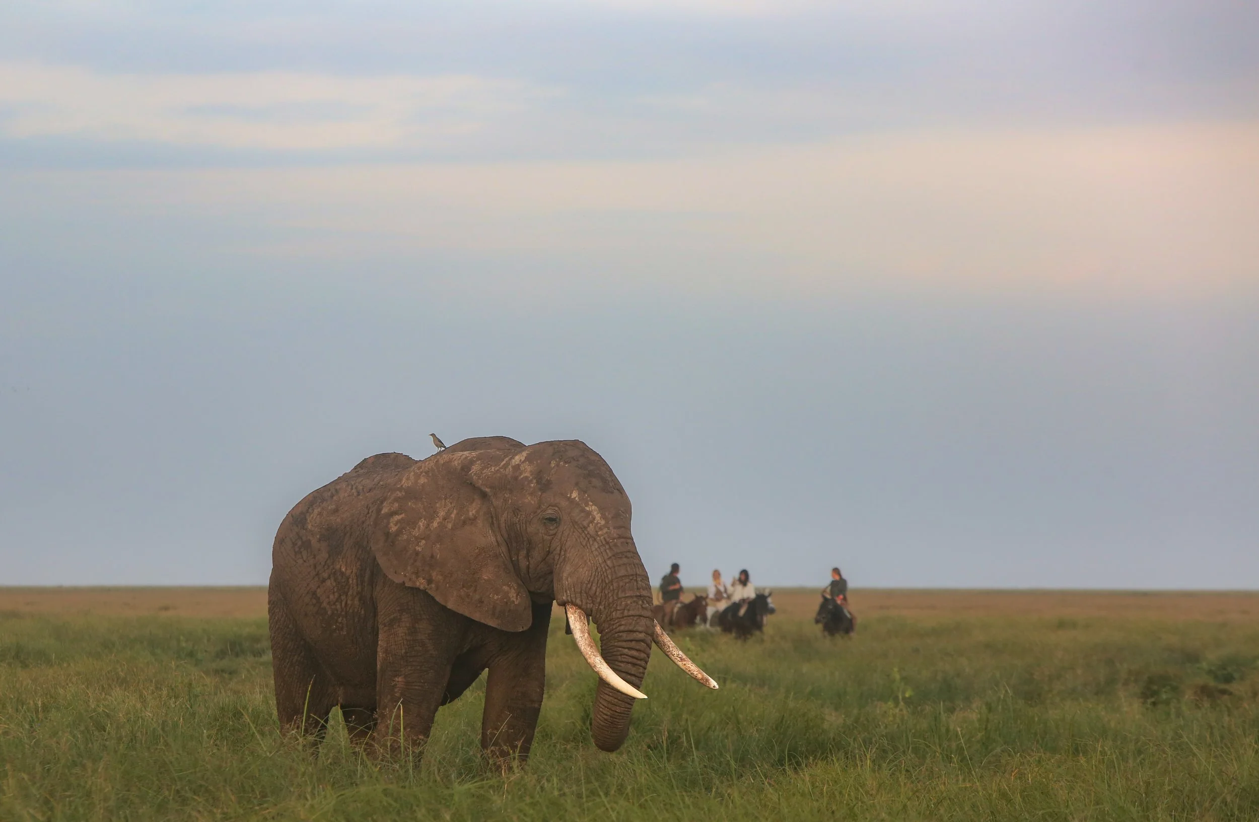 Ph. Credit: Tanzania Horse Safaris and Francesca Avventi