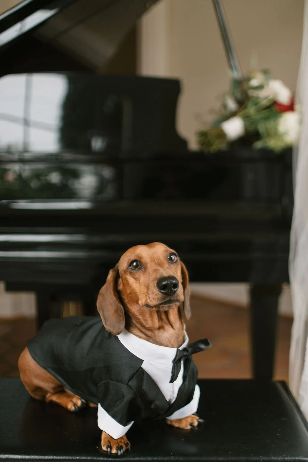 A small dog in a tuxedo sitting on a black bench in front of a piano, with flowers in the background.