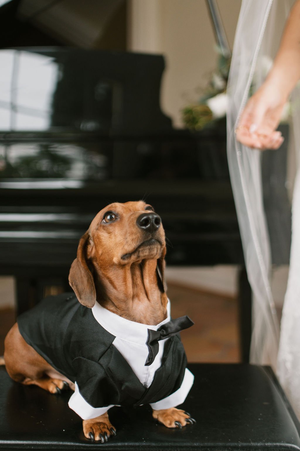 A dachshund wearing a black tuxedo with a white shirt and black bow tie, sitting on a black chair near a piano.