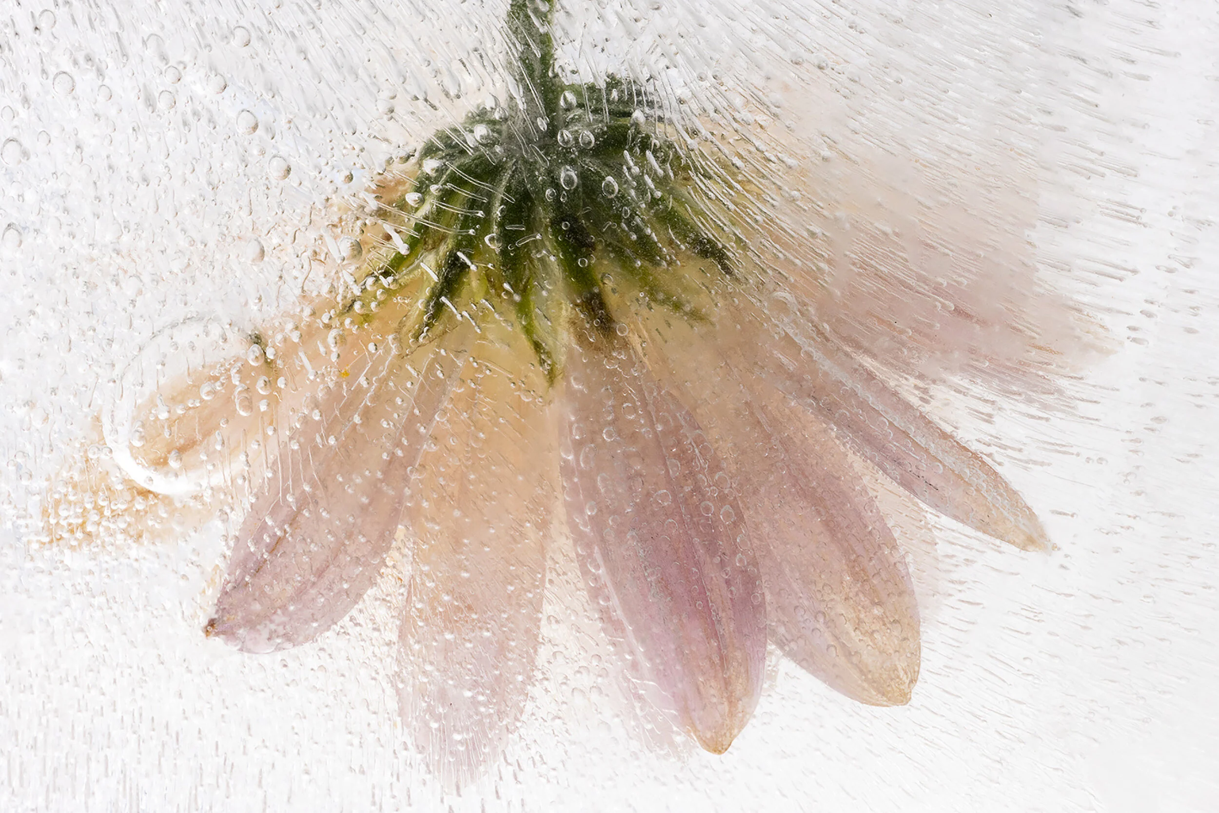 Frozen Flowers — Kathleen Clemons