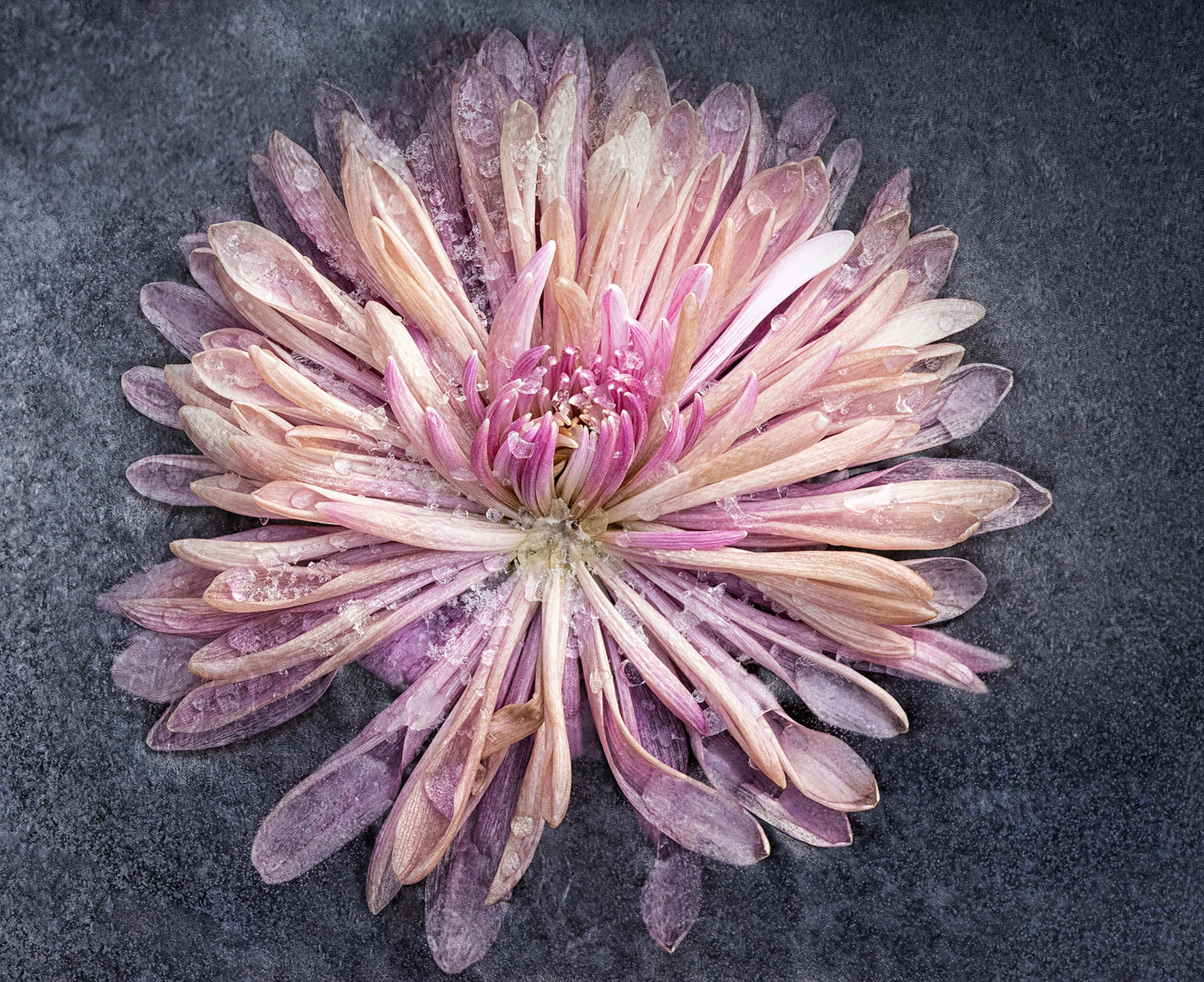 Frozen Flowers — Kathleen Clemons