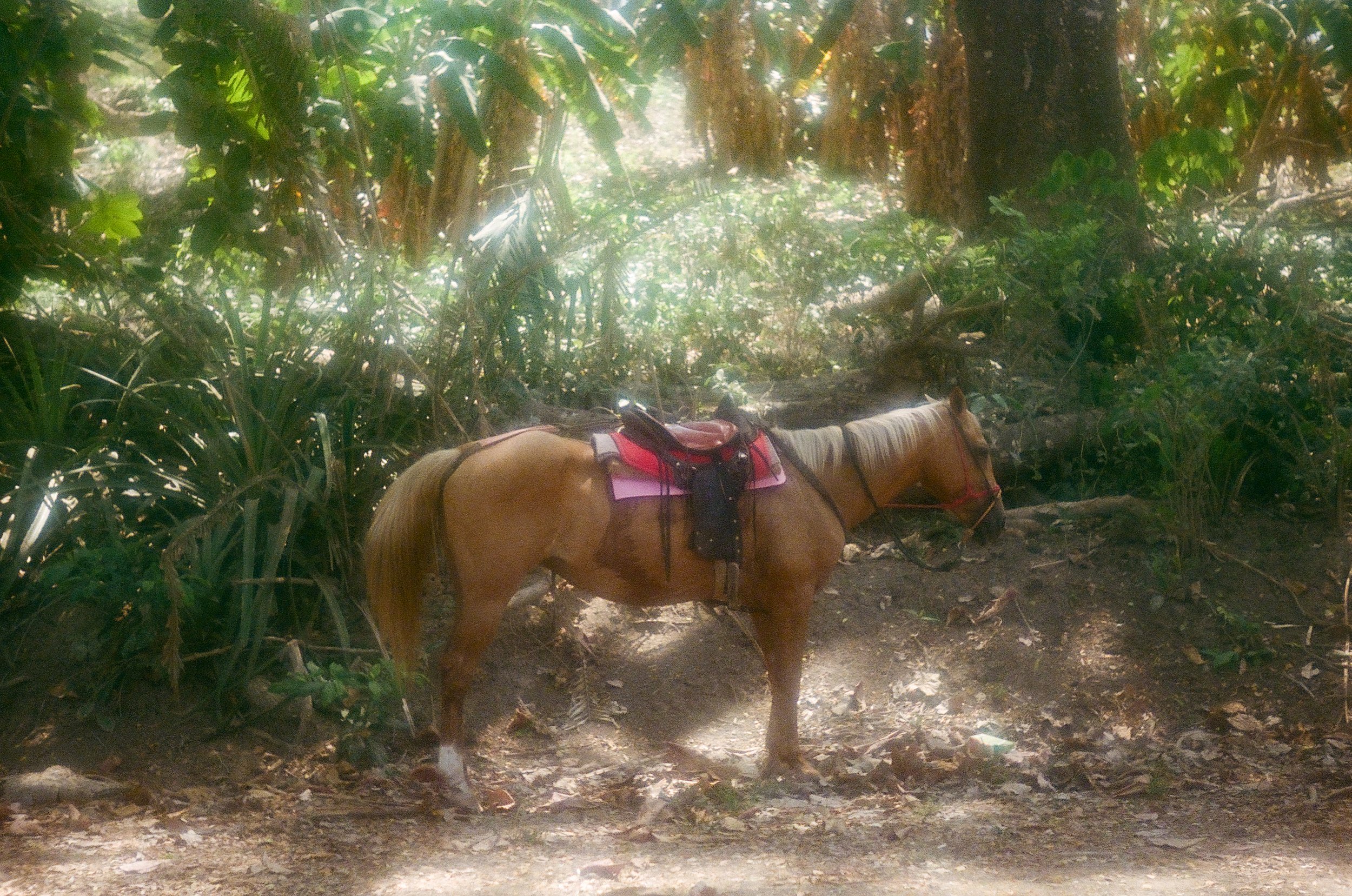 Horse on the Beach | Santa Teresa, Costa Rica | 2025