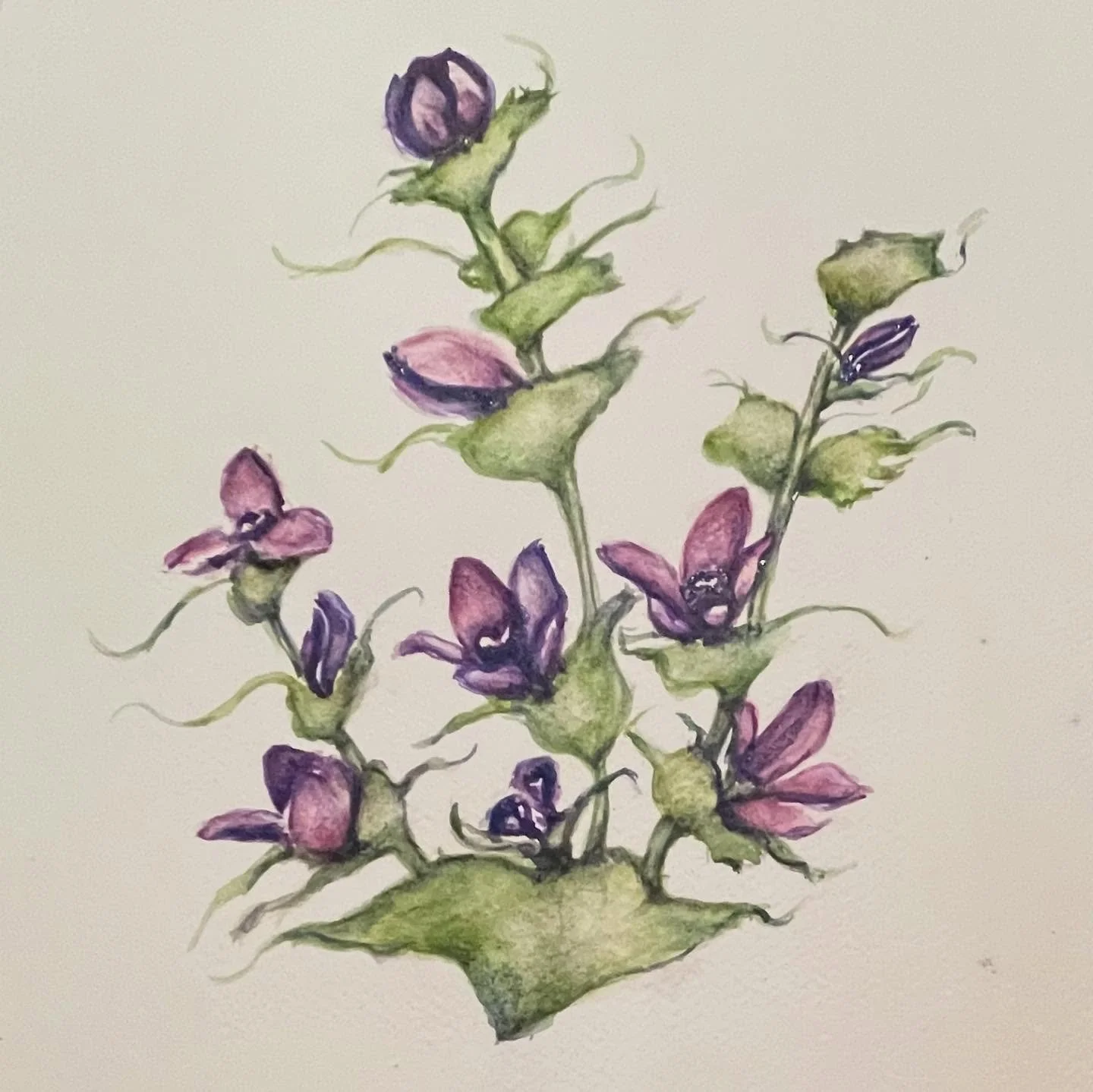 💜Forget about it being liked, instead capture the flower character, best I can NOW! Overtime things improve.

I&rsquo;m already intrigued with this wildflower name:
 &lsquo;Clasping Venus&rsquo;s Looking Glass&rsquo; 

The name &ldquo;Clasping Venus