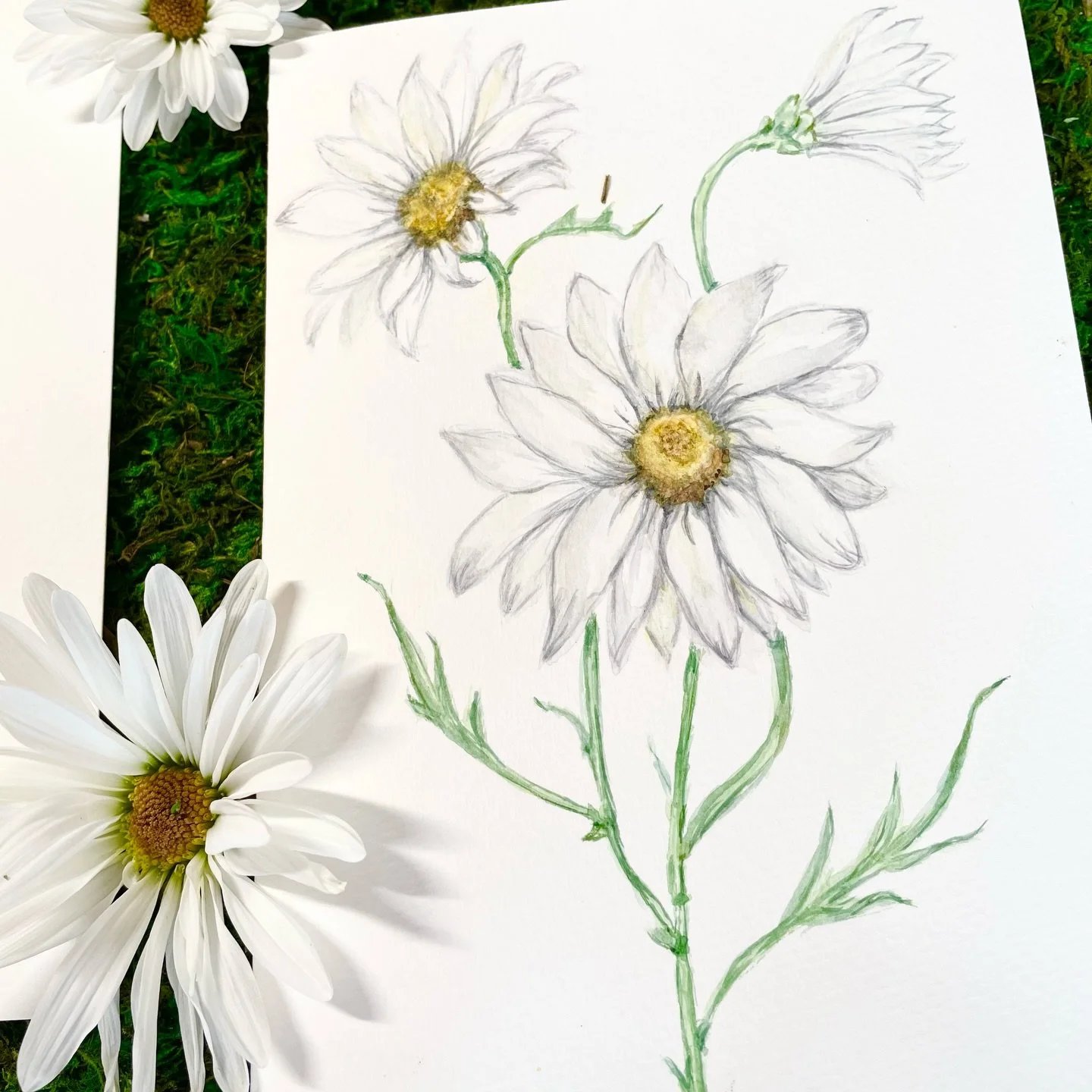 Happy APRIL BIRTH FLOWER the Daisy. When I think of daisies I think of &ldquo;flower power&rdquo;, hippies, the 60s/70s, my childhood in California, making daisy chains in golden gate park with my friends in San Francisco, when life was simple &amp; 