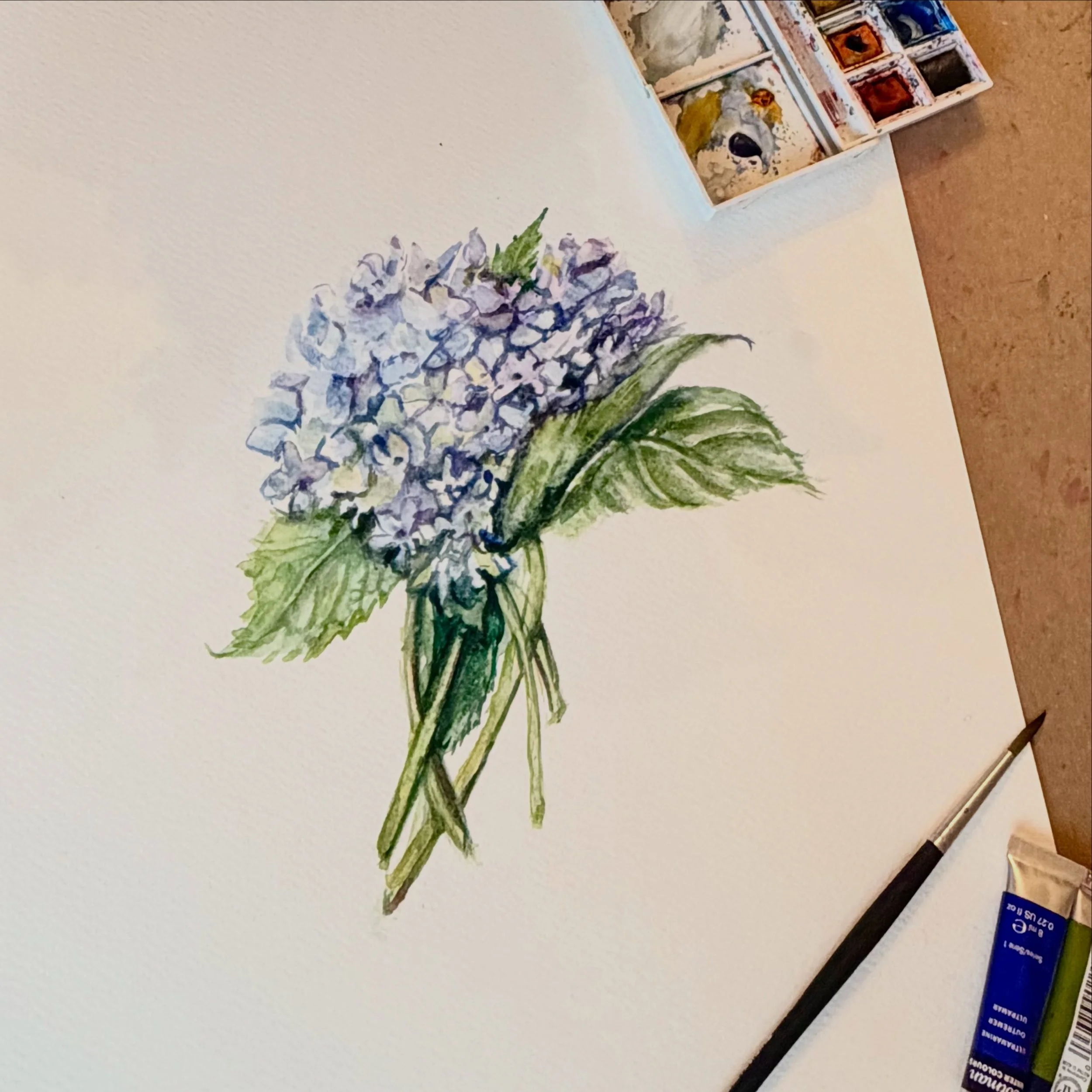 Pausing and taking a moment to enjoy the beauty of Hydrangeas, in full bloom here in CT. 

When painting hydrangeas, it works for me to simplify the flower, as it can be overwhelming, with so many little petals! So I focus on capturing a few flower p
