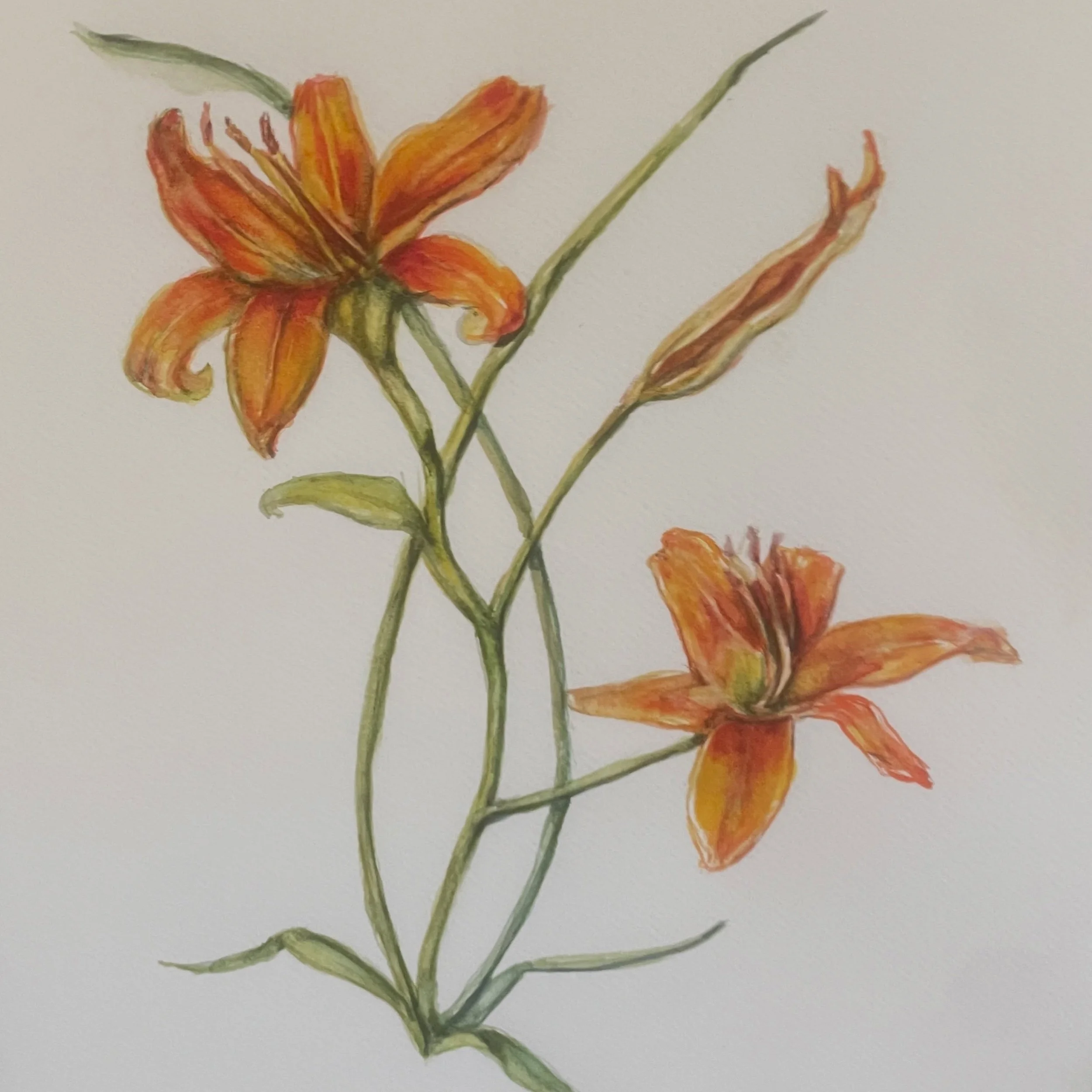 Studying the flamenco dancing wildflower: Wood Lily 

&ldquo;My mission in life is not merely to survive, but to thrive; and to do so with some passion, some compassion, some humor, and some style.&rdquo; -Maya Angelou

#watercolorflowers #watercolor