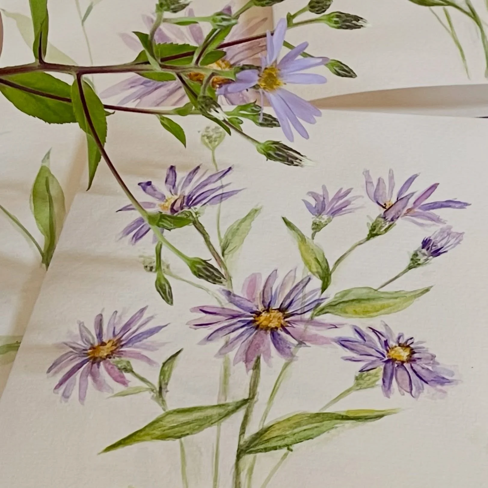 💜My tango dancing Asters for September&rsquo;s Birth Flower Watercolor Greeting Cards - have arrived! 

Purchase My Birth Flower Cards in 3 local stores:

Ridgefield CT: @bellahomeridgefield and @109cheese 

South Salem NY: Gossett Nursery @gossettb
