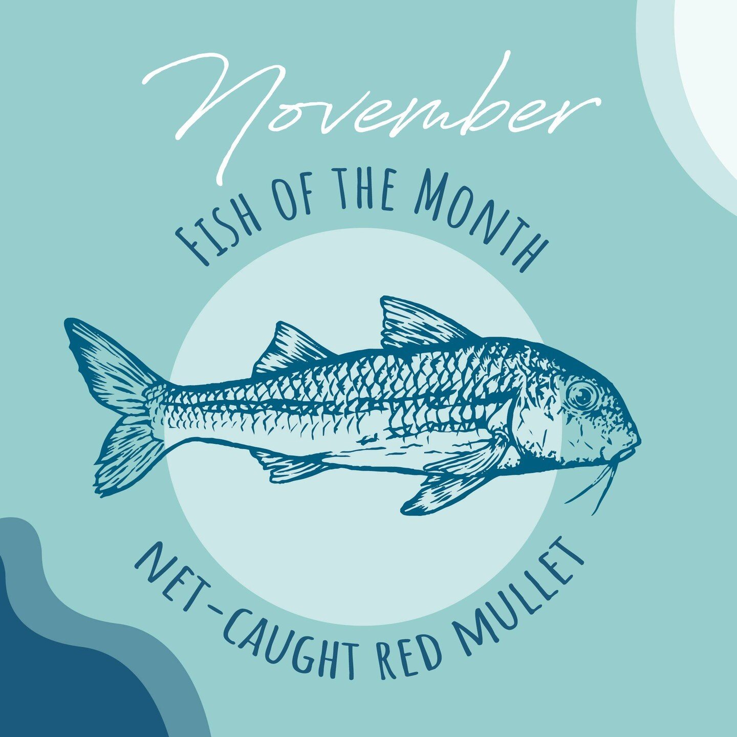 This November, red mullet is our Jersea #fishofthemonth! There's loads around at the moment &ndash; on a sunny day you might even spot some big ones cruising past the end of the breakwater at Bouley Bay... ⁠
⁠
For red mullet recipes, tips on how to p