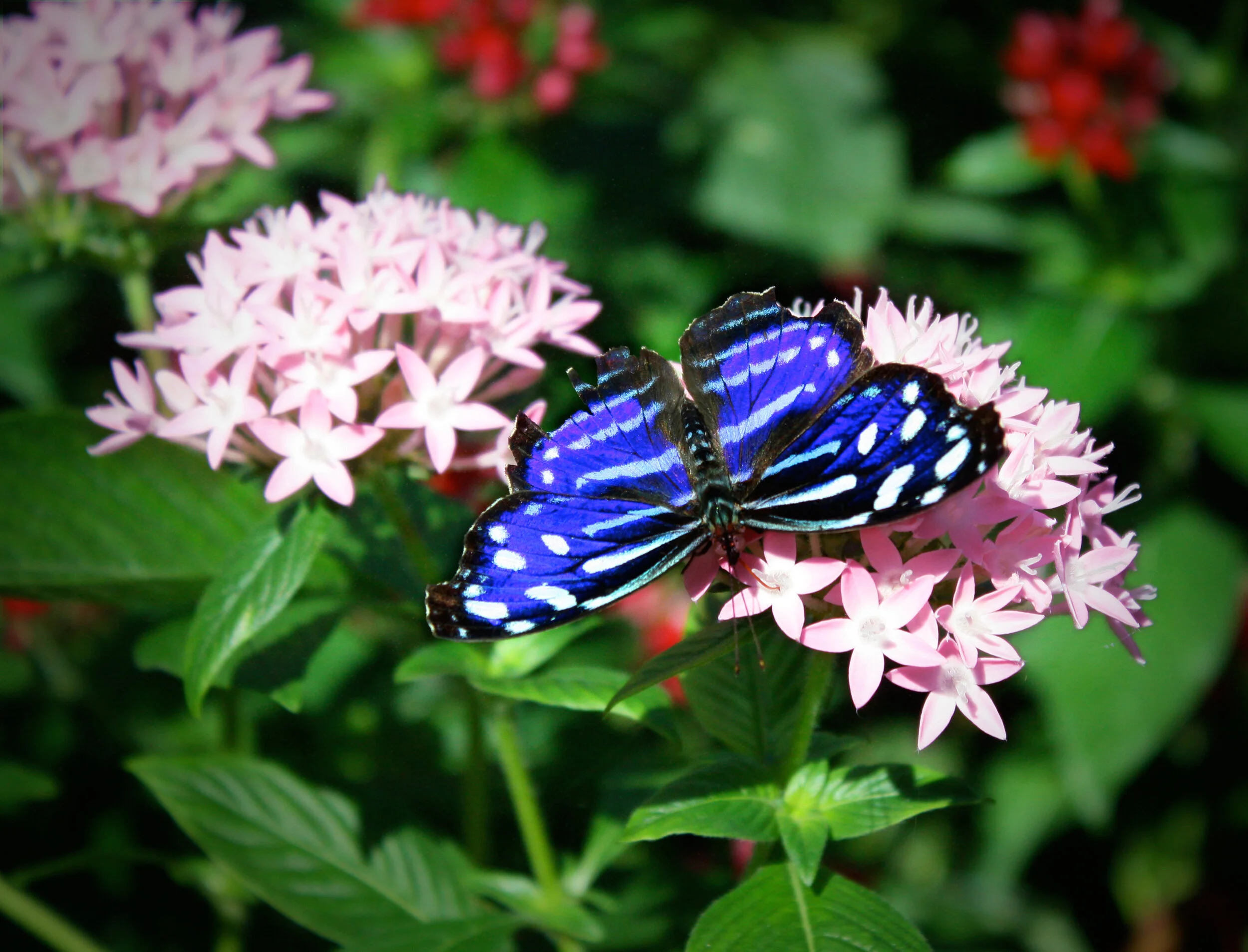 Butterfly.jpg