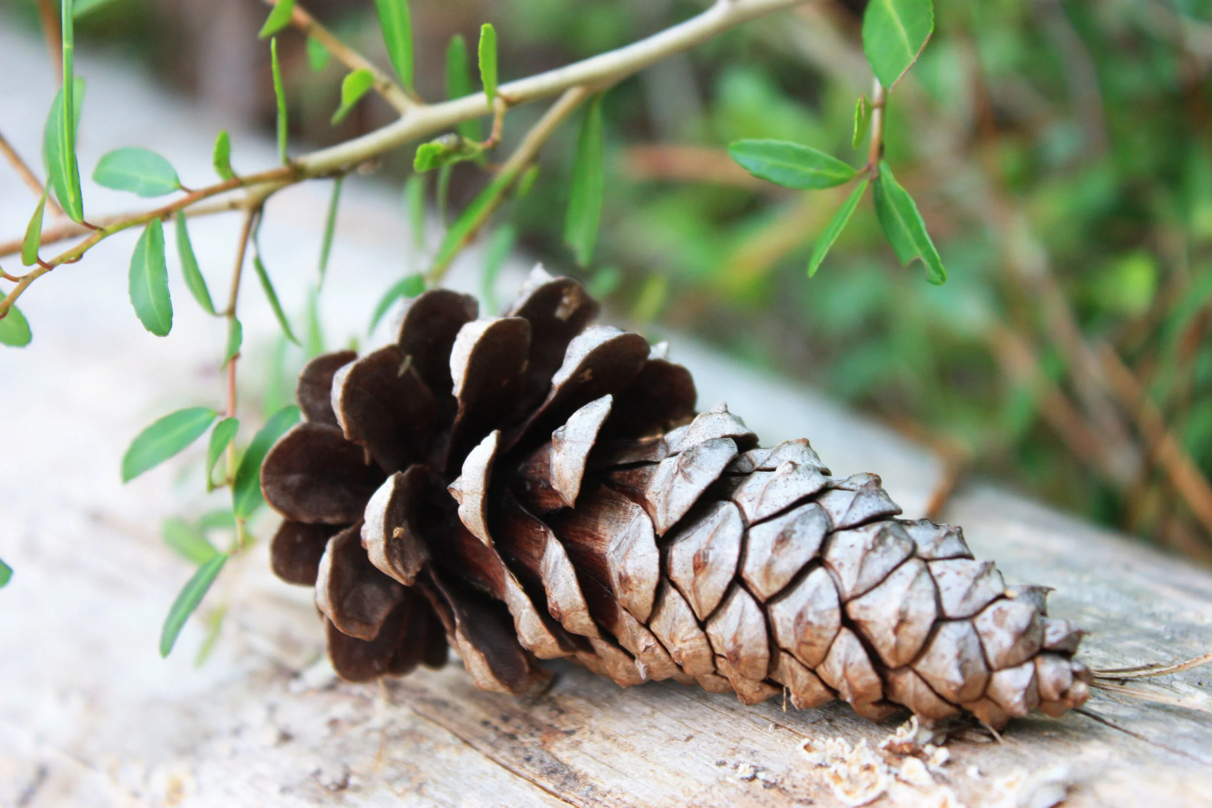 pinecone.jpg