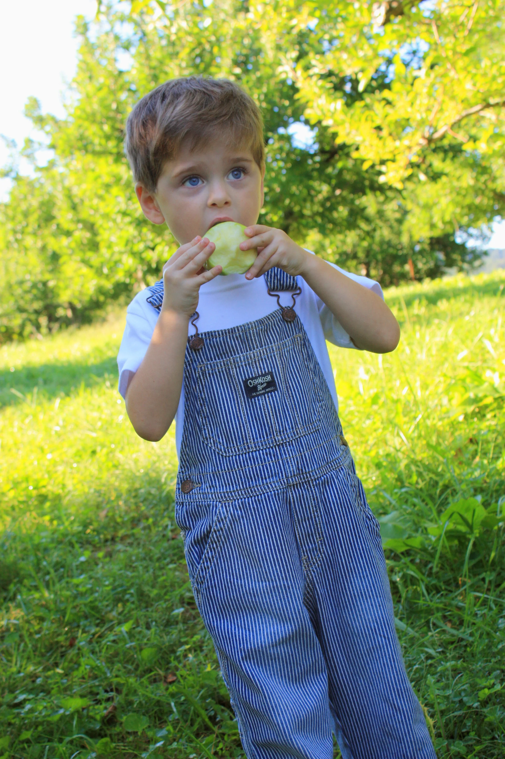 apple picking.jpg