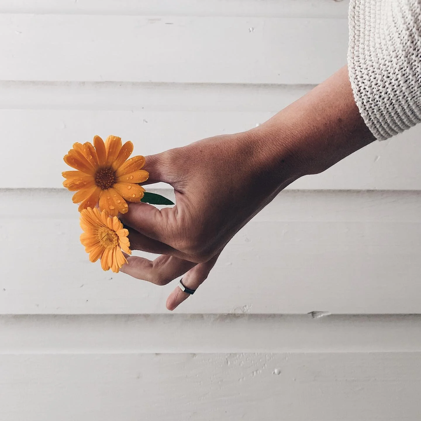 Calendula ~ Burgeoning Blooms 
harvested through high summer, at peak beauty, for tea

I&rsquo;ve been leaning deeper into a decade-long calling to fortify my relationship with Land.  Steadily and over time learning the Flora of the places I&rsquo;ve