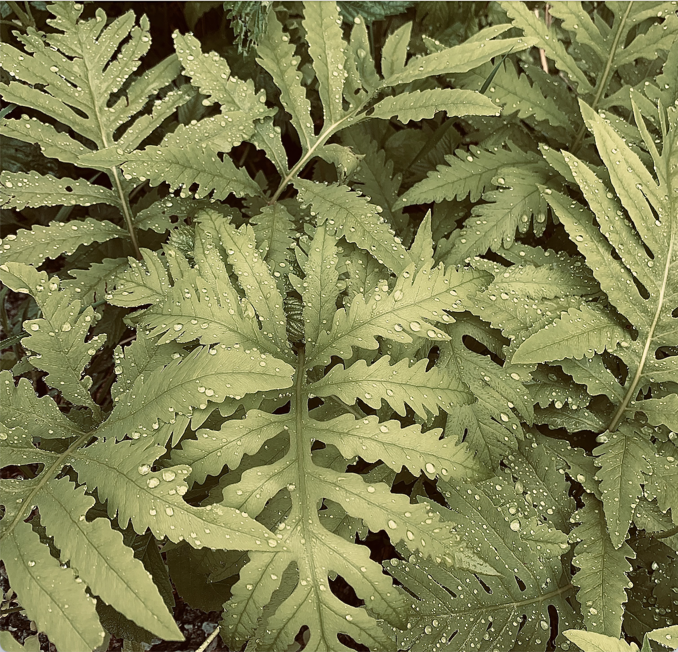 Green fern leaves with water droplets.