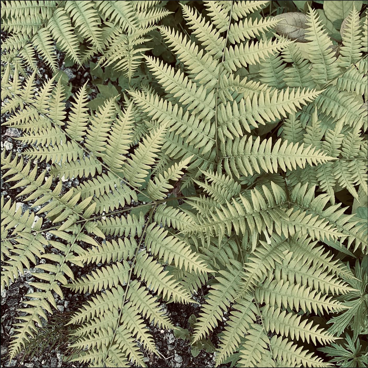 Close-up of green fern leaves on soil.