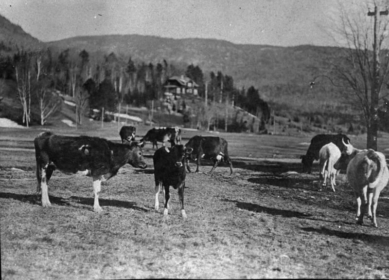 100B p cows on the golf course.jpg
