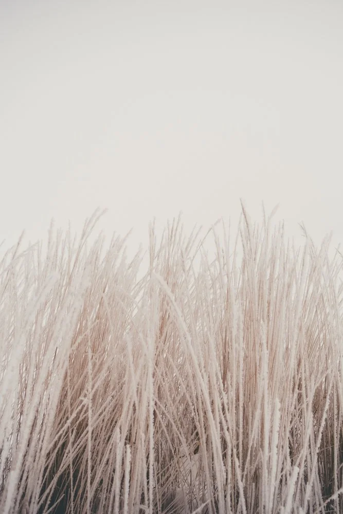 Heinää Näsijärven rannalla