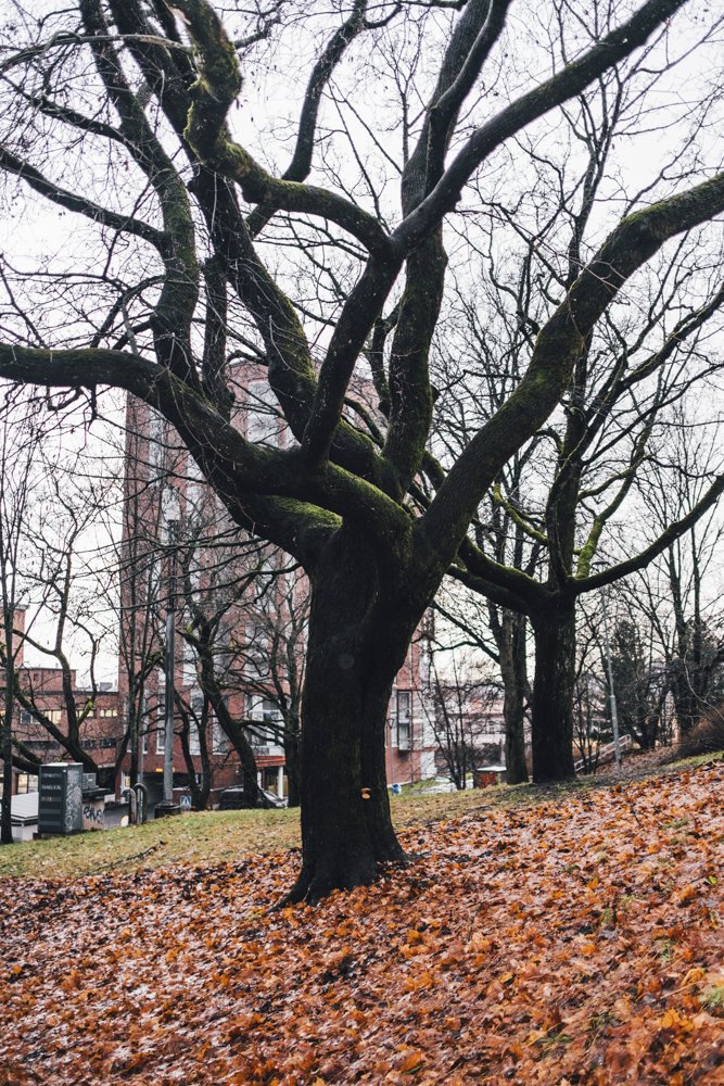 Valokuvia Osmonmäeltä