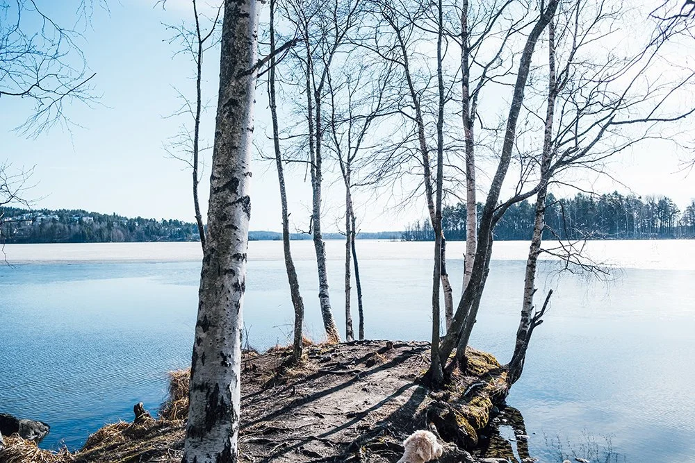 Kaarilan ranta Pyhäjärvellä. Taustalla saunasaari