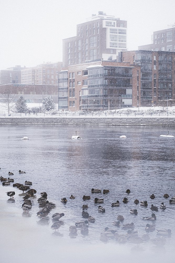 Sorsia Tammerkoskessa talvella