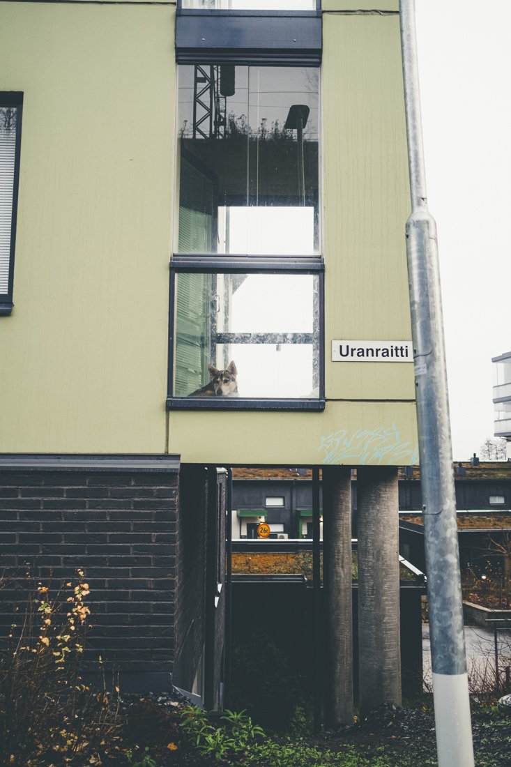 Koira Santalahdessa. Valokuvia Tampereelta