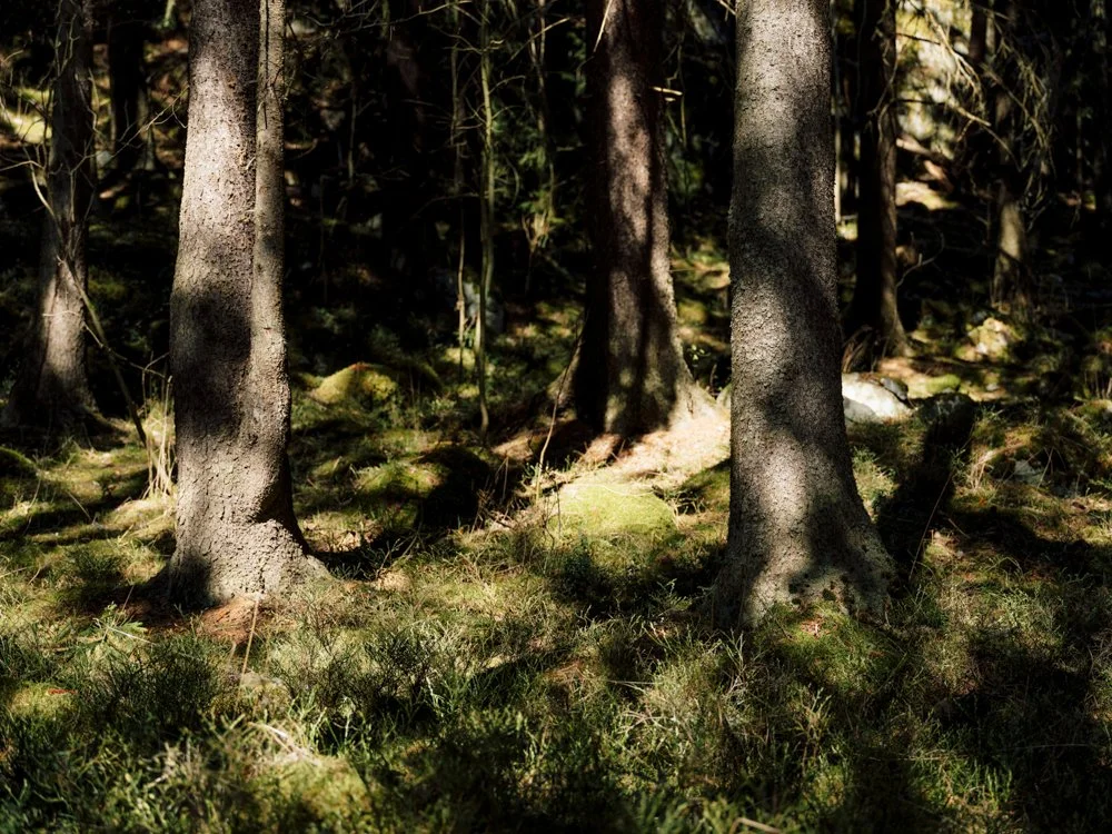 Suomalaista metsämaisemaa Kaupin metsästä