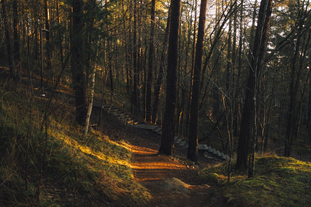 Valokuvia Pyynikin Luonnonsuojelualueelta