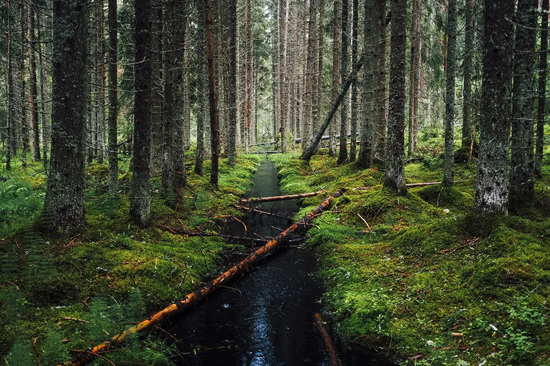 Valokuvia Kintulammelta. Sorilan kaupunginosa Tampereella
