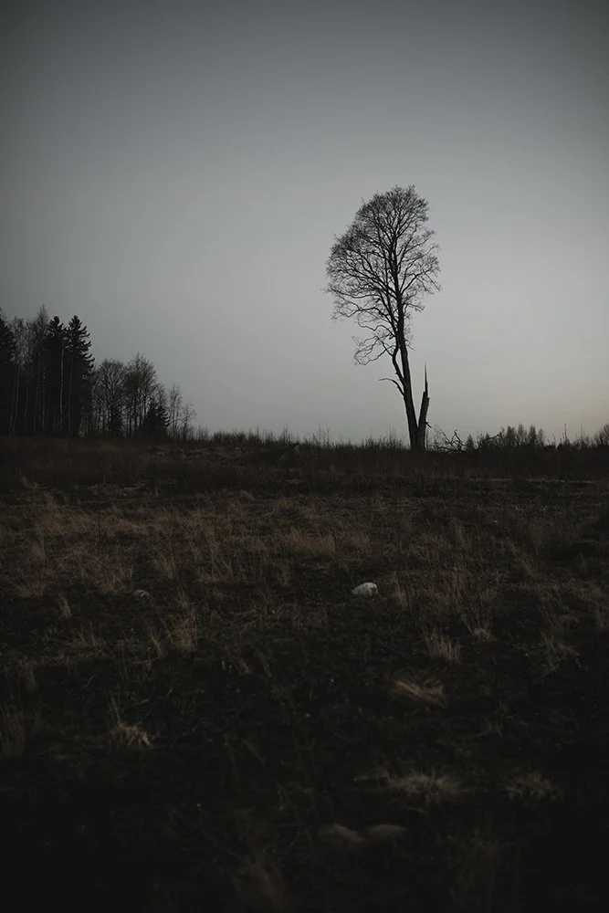 Puu Niemenrannassa ennen rakennuksia