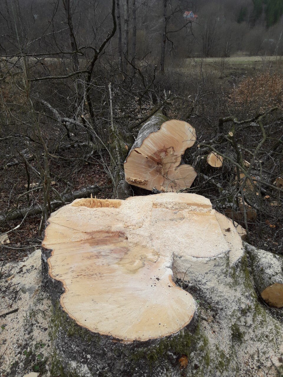 trädfällning 5.jpg