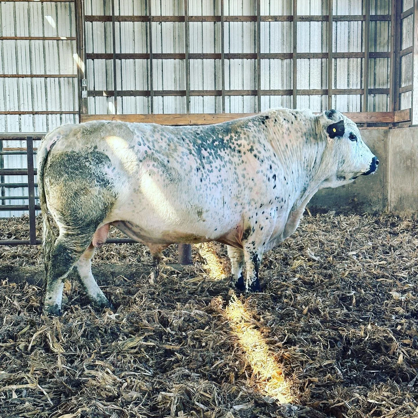 Cattle Nutrition: Crafting the Blueprint for Your Herd's Optimal Health