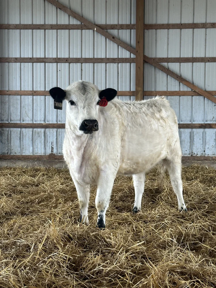 British White Cattle For Sale — Black Label Farms