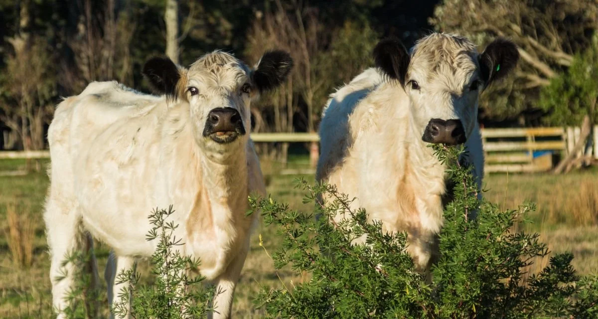 The Basics of Cattle Care — Black Label Farms