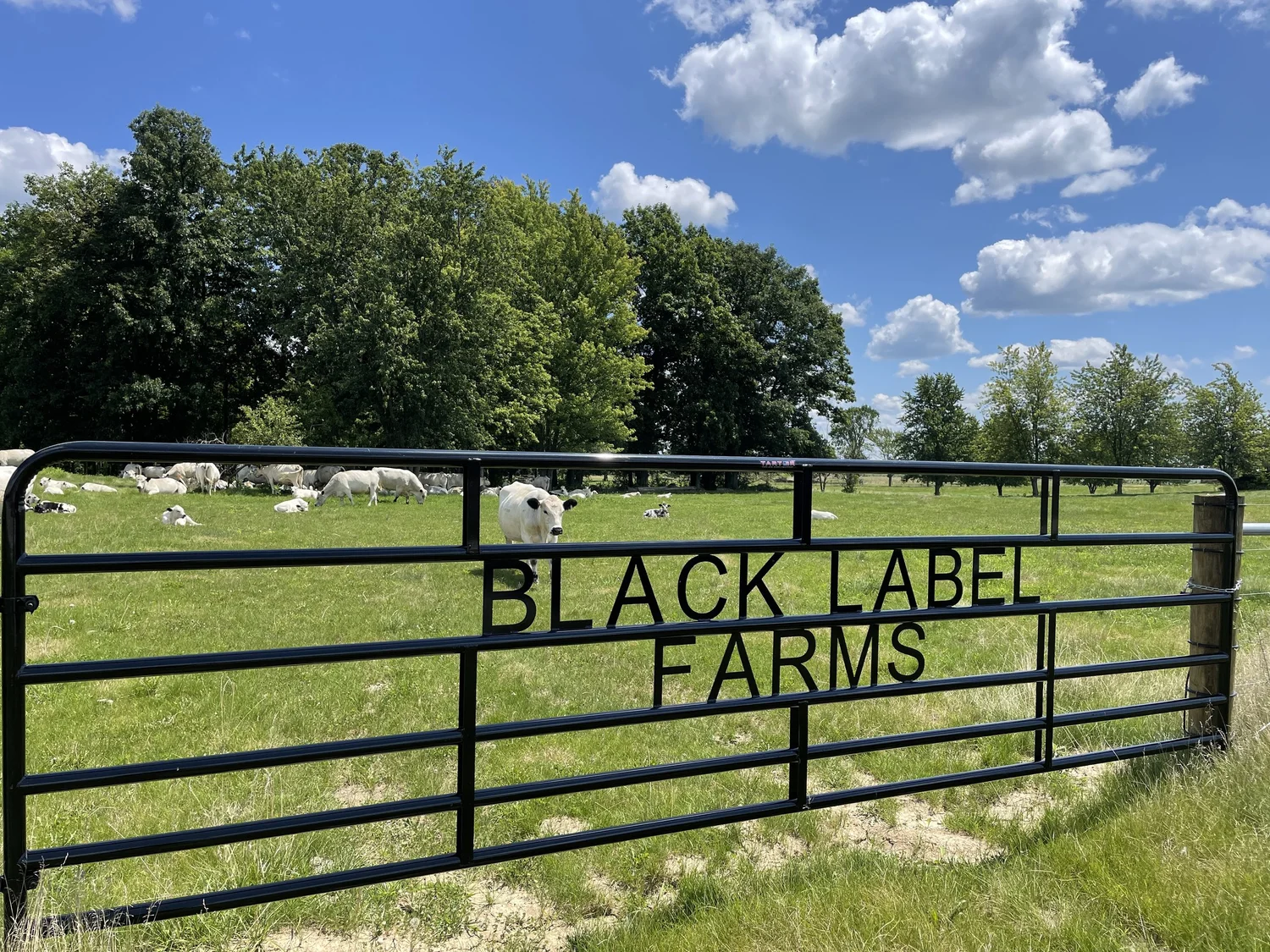 British White Cattle For Sale — Black Label Farms