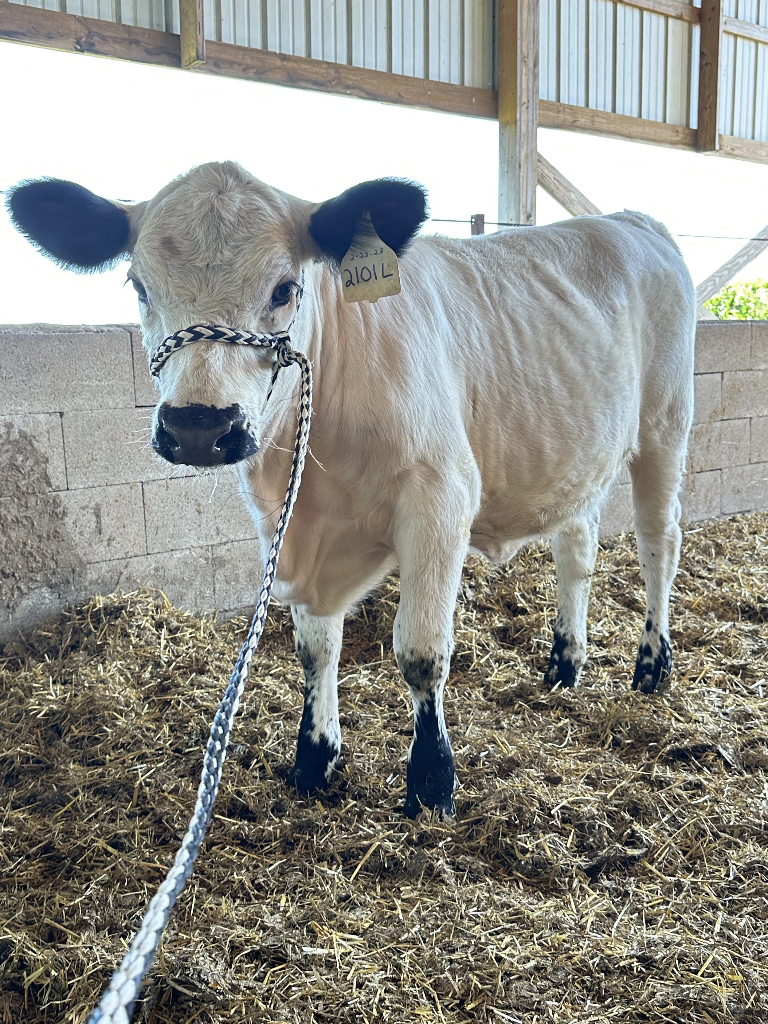 British White Cattle For Sale — Black Label Farms