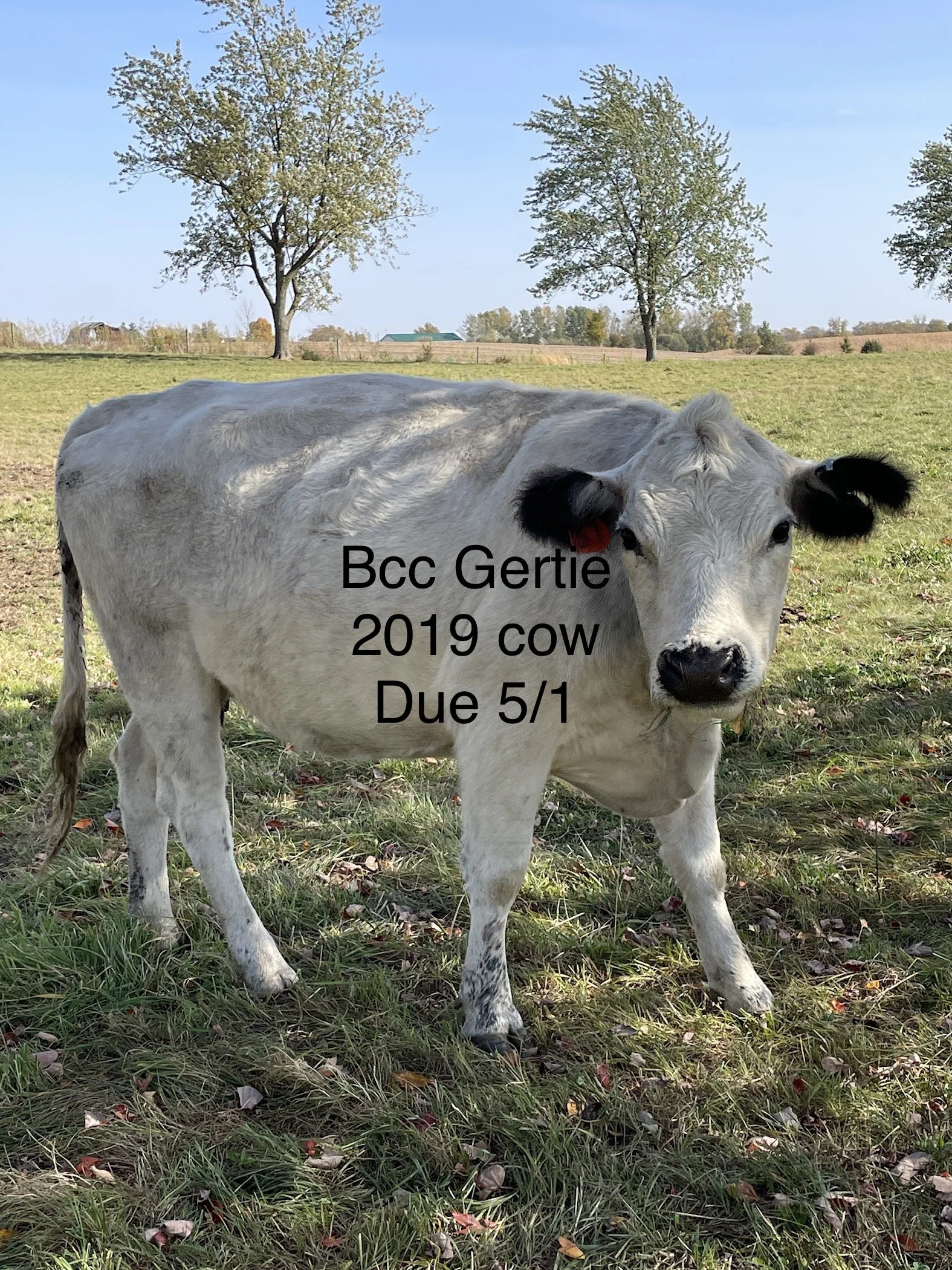 British White Cattle For Sale — Black Label Farms
