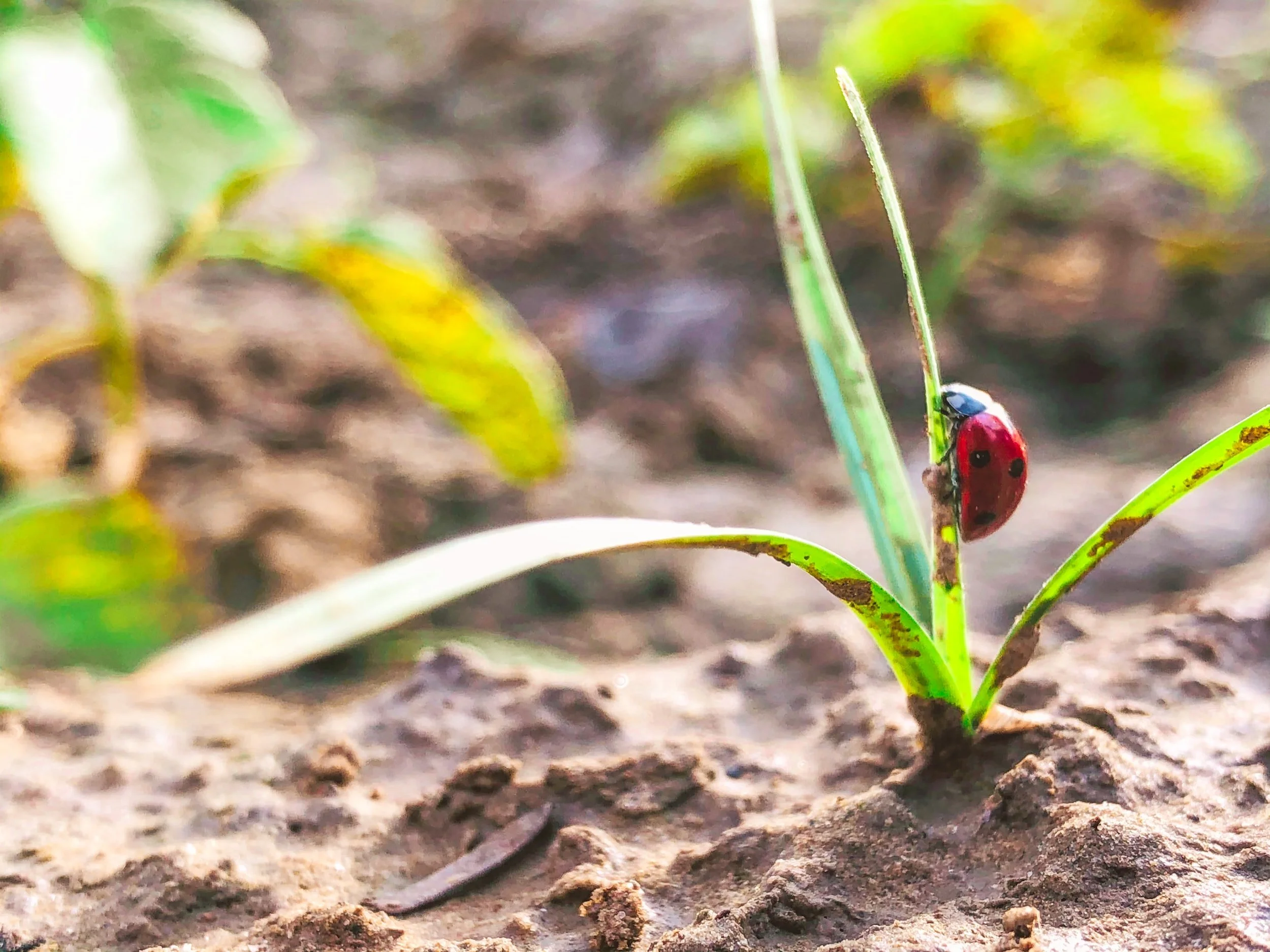 And So I Plant ... With Hope - Letters of Hope