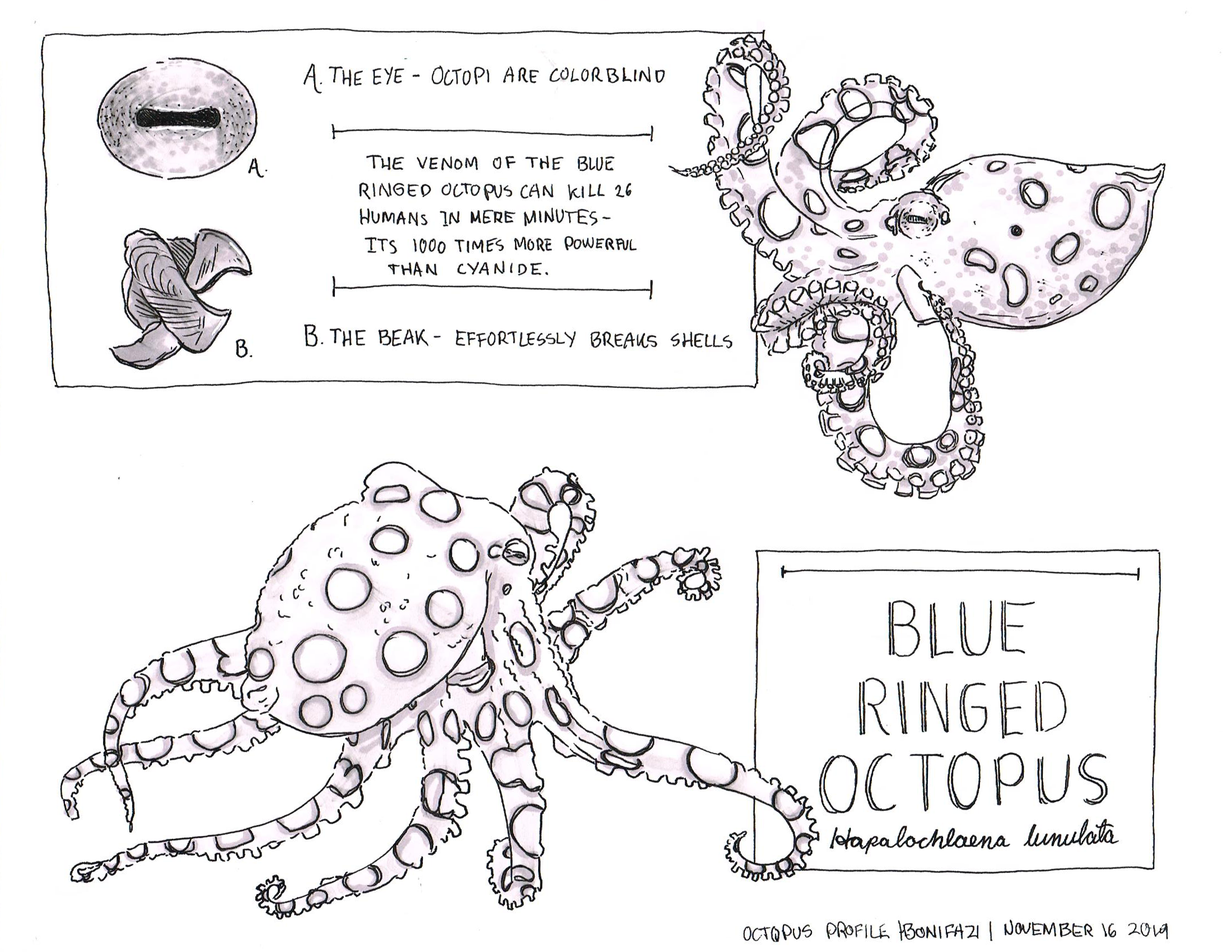BLUE_RING_OCTOPUScrop.png