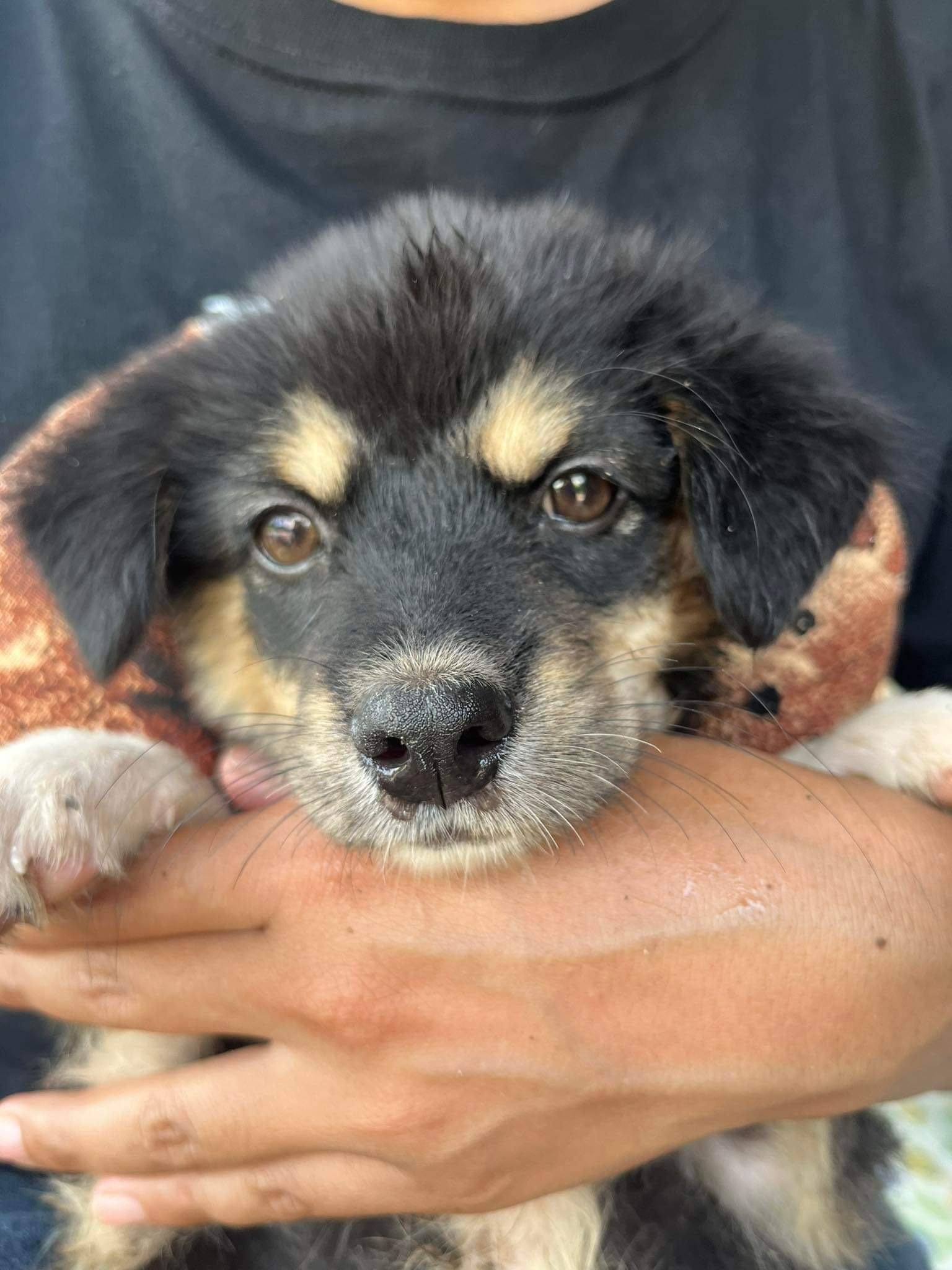 Dog-Thai-rescue-Dog-Farm-Isan-Bueng-Kan.JPG