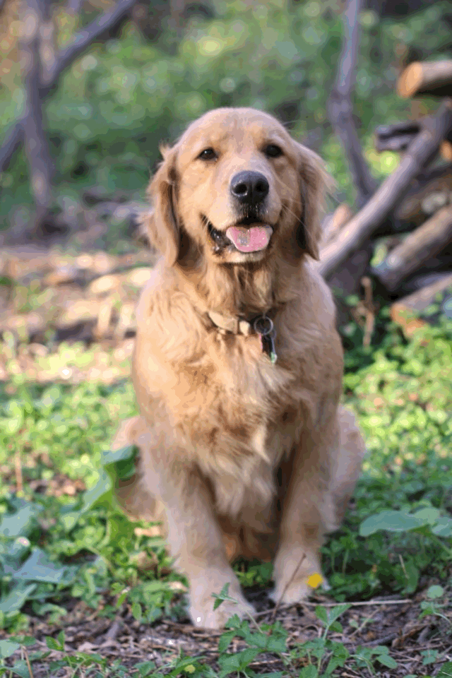 Golden Retrievers Golden Ticket Puppies