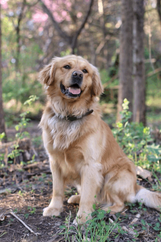 Golden Retrievers Golden Ticket Puppies