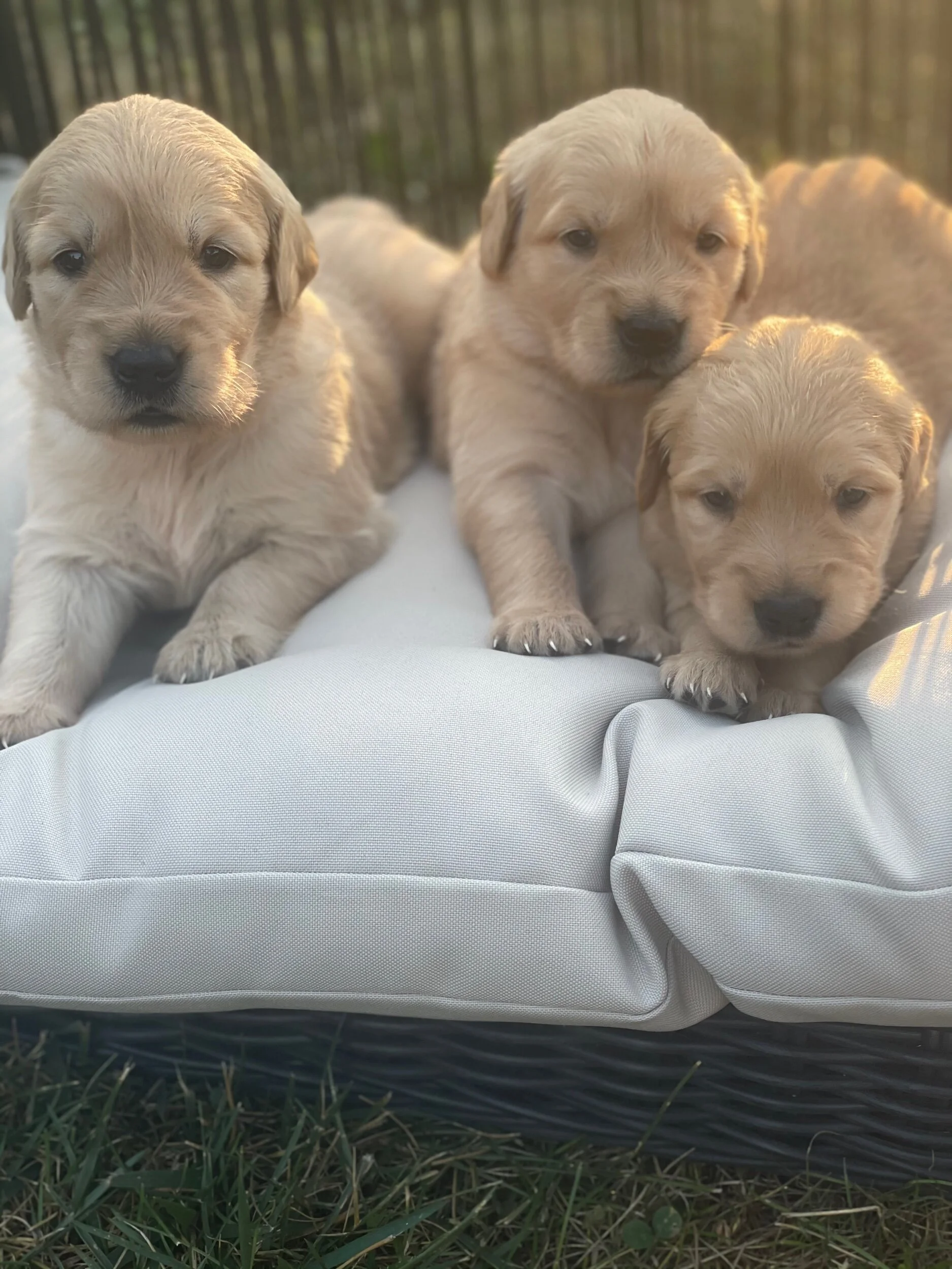Golden Retriever Puppies For Sale