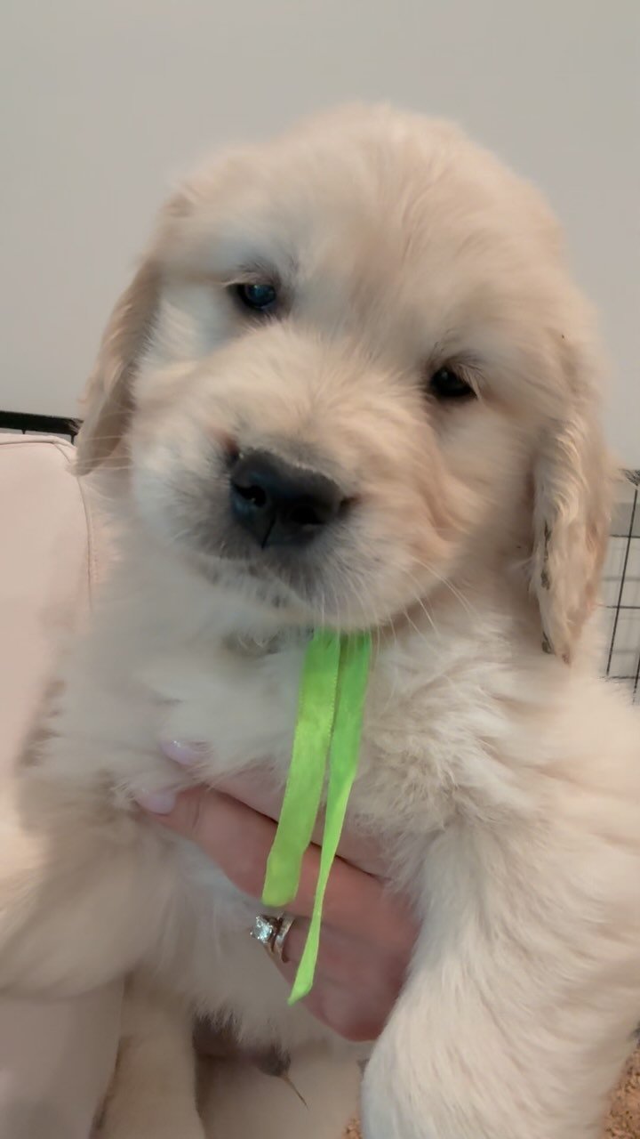 Last few days with Daisy’s litter before they go home! #golden_ticket_puppies #goldenretriever #goldenpuppies