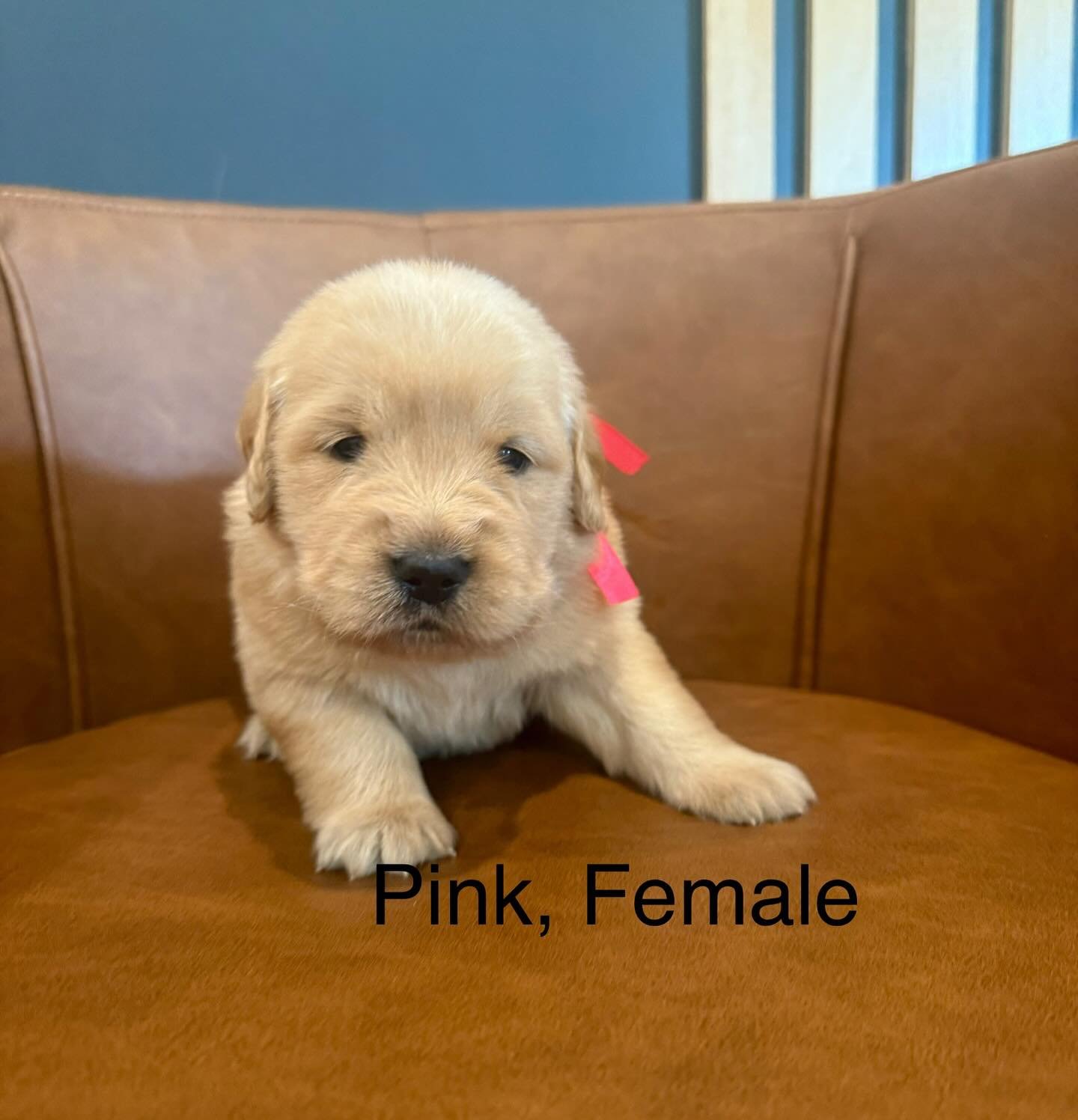 Happy 3 weeks to Mollys litter! Look who has collars on now! These sweet little babies have officially learned to walk. They have their bellies off the ground and their eyes are ears are opened. We also have our teeth coming in too! So much growing i