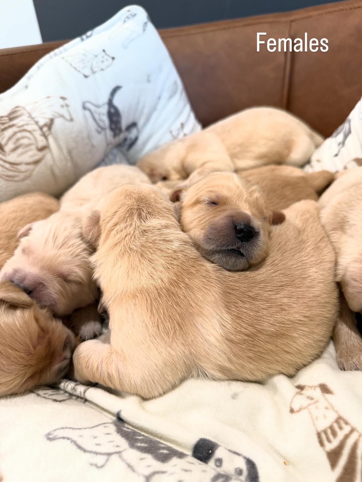 Baileys litter is 1 week old! In our first week we nurse on demand and gain as much weight as we can. Bailey is an awesome mother and takes care of her pups well. Always with full bellies these puppies are off to a great start!