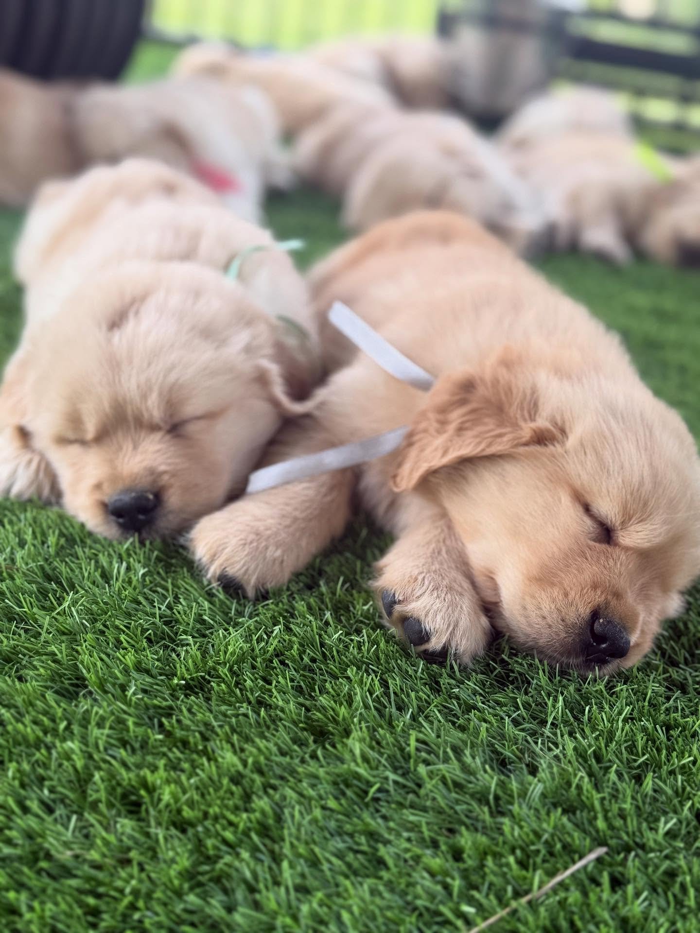 Maddie puppies had a fun time outside yesterday. We made sure to cool them off with a fan and only played when it cooled down a little. Which one is your favorite photo? #goldenretrieverpuppy #golden_ticket_puppies #puppies #goldenpuppy