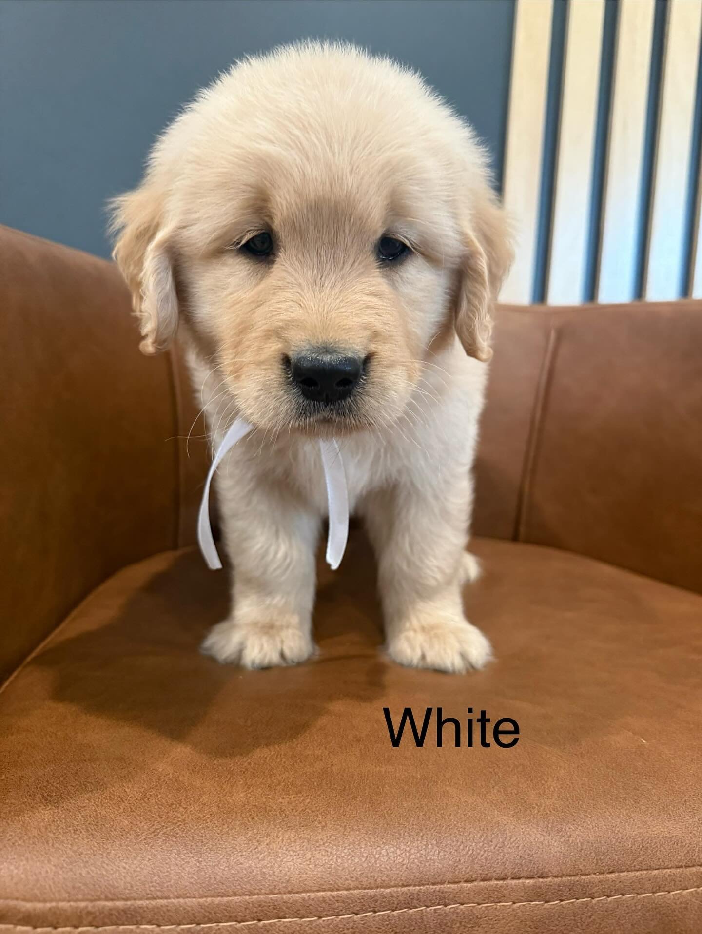 A late 6 week update on Maddie’s litter! We have had our first vet visit and got our very first shots. We are officially ready to go to our new homes. We love the outdoors and love to run and chase the tiny human- it’s one of our favorite
