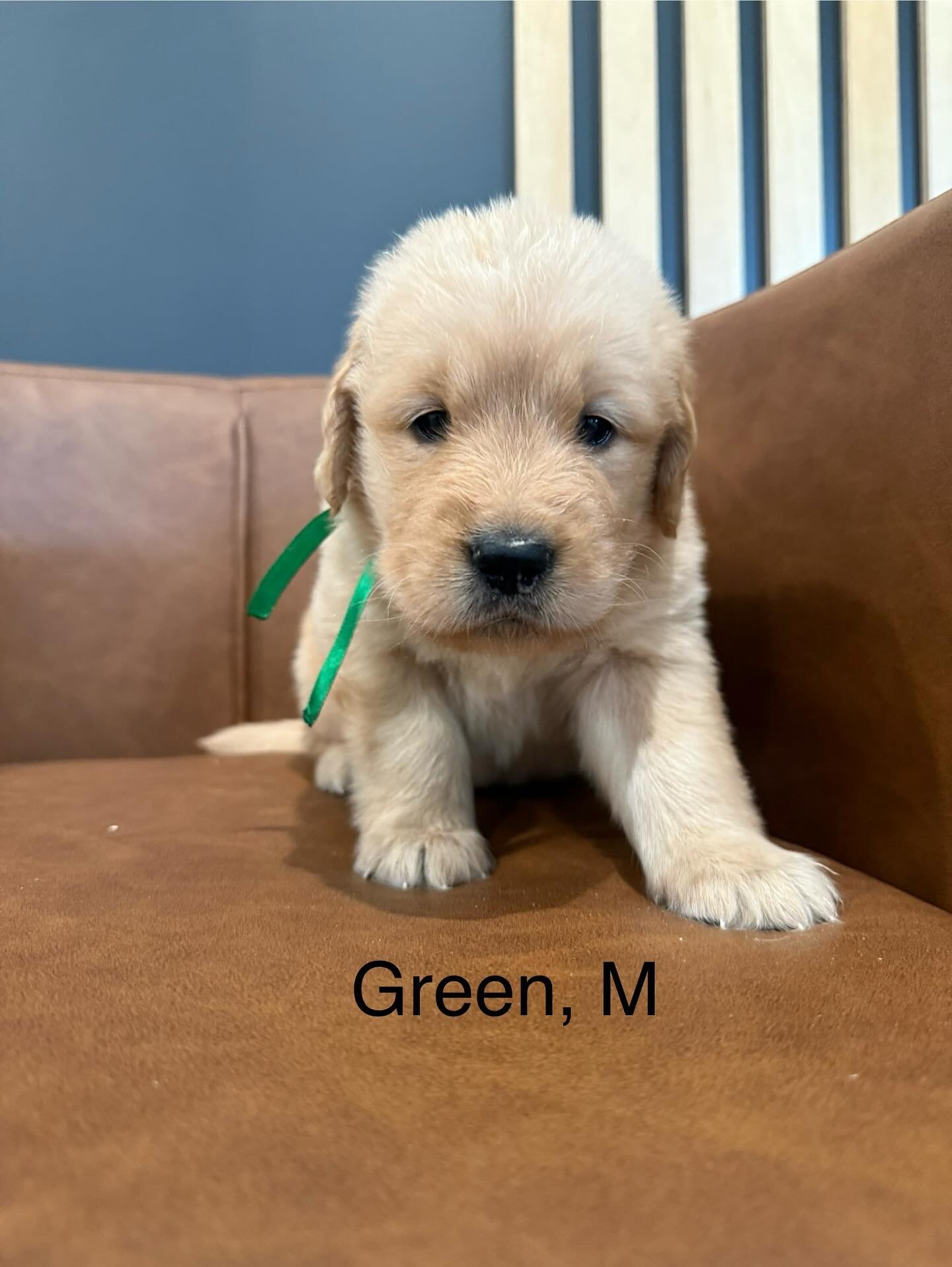 Mollys last litter is 4 weeks old! Officially in the big puppy club because we are nursing less and eating more puppy food! And by the way- we LOVE puppy food. We are always ready for pets and love our Mama Molly. #golden_ticket_puppies #goldenretri